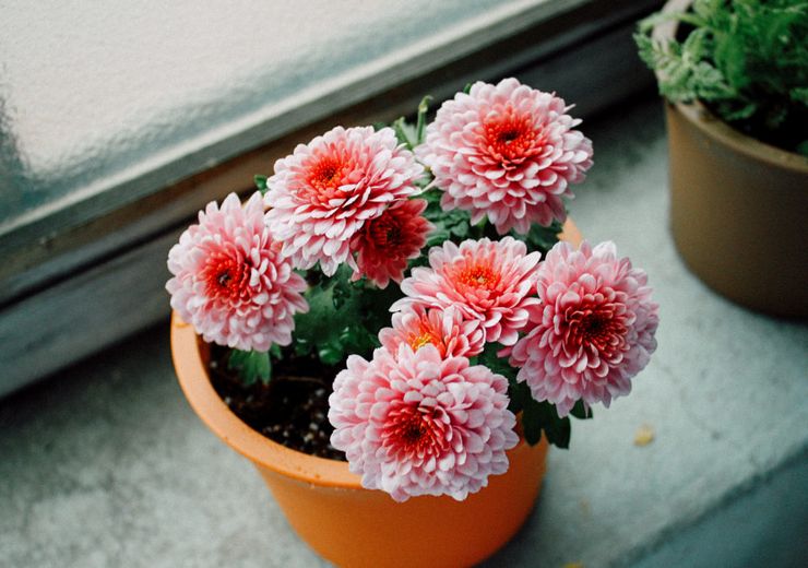 Top dressing de chrysanthème maison