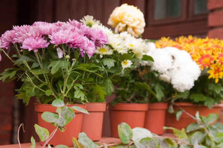 Types et variétés de chrysanthèmes domestiques avec photos et noms