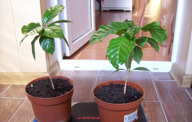 Prendre soin du caféier à la maison