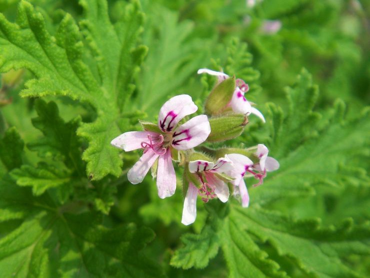 Géranium parfumé