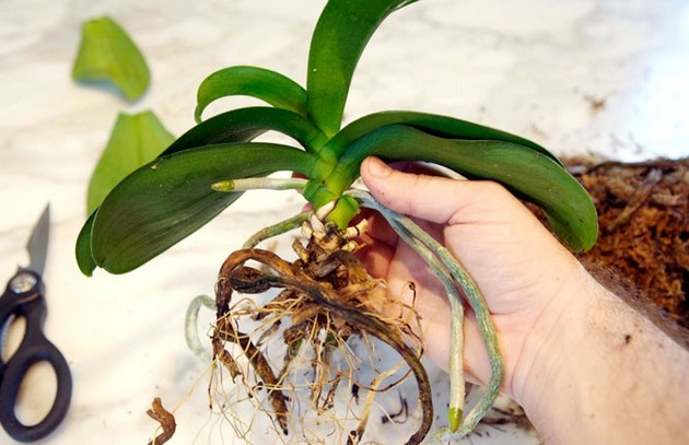 Comment transplanter correctement une orchidée