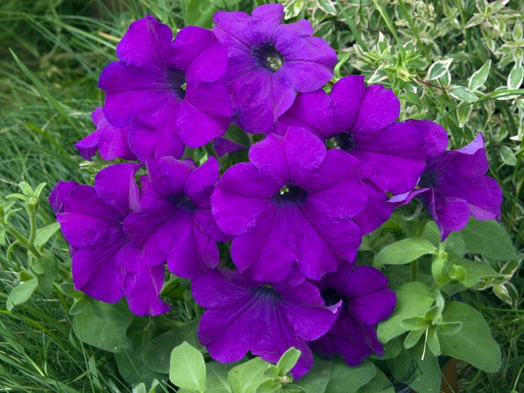 Pétunia à grandes fleurs (grandiflora)