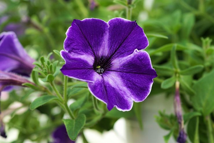 Description du pétunia