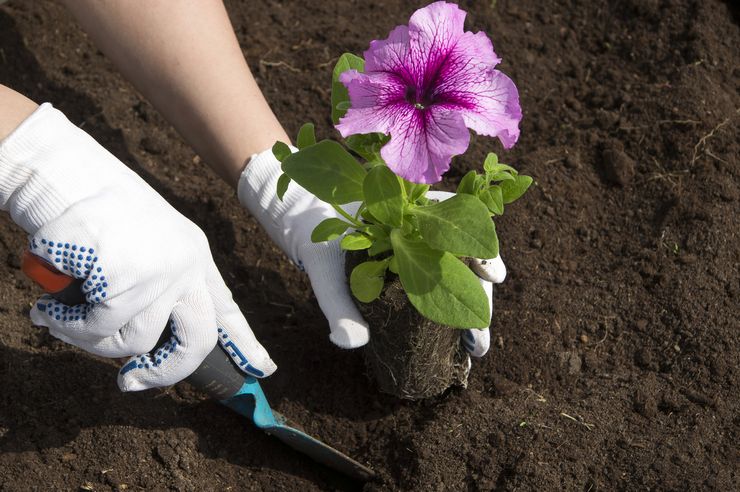 Planter des pétunias en pleine terre