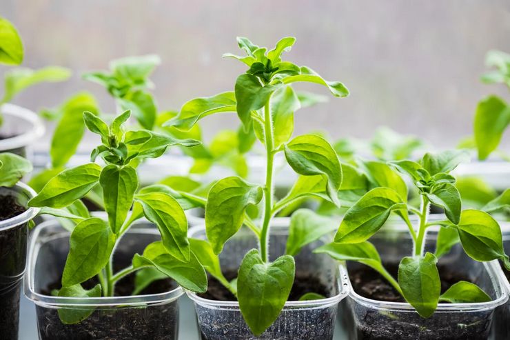 Cultiver des plants de pétunias