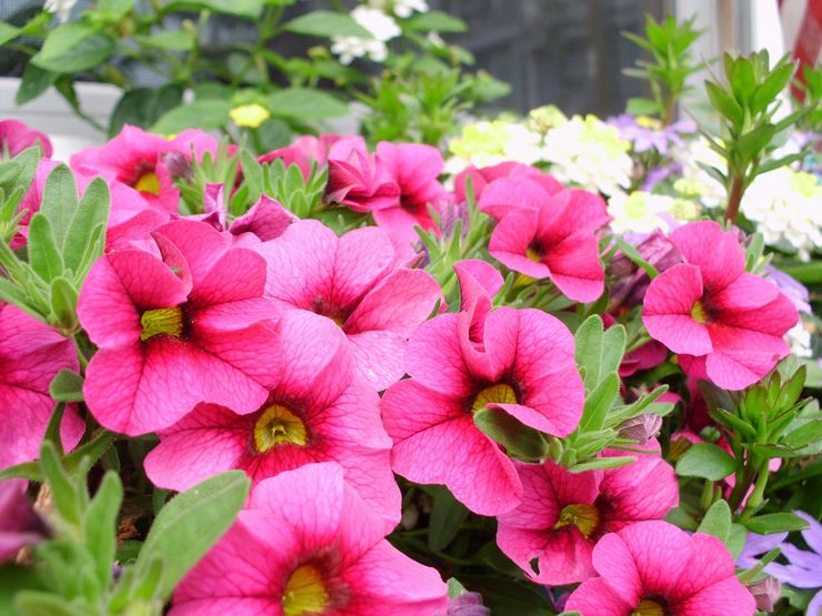 Prendre soin de la pétunia dans le jardin