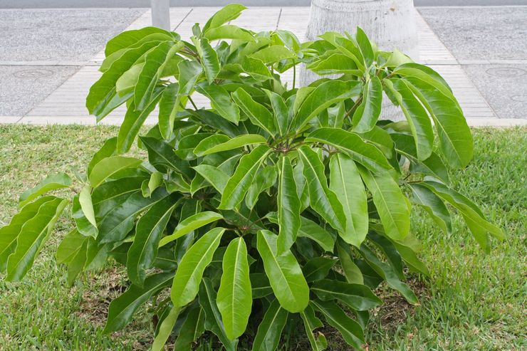 Schefflera radieuse