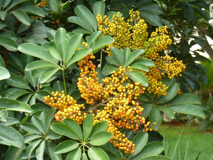 Arbre Schefflera, ou arboricola