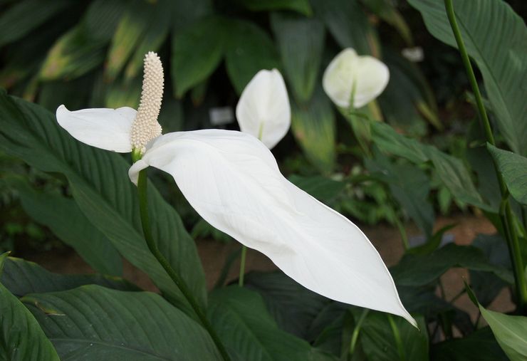 Spathiphyllum adorable