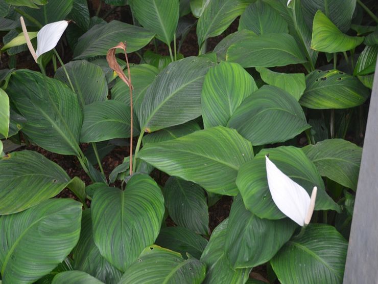 Cannoli Spathiphyllum