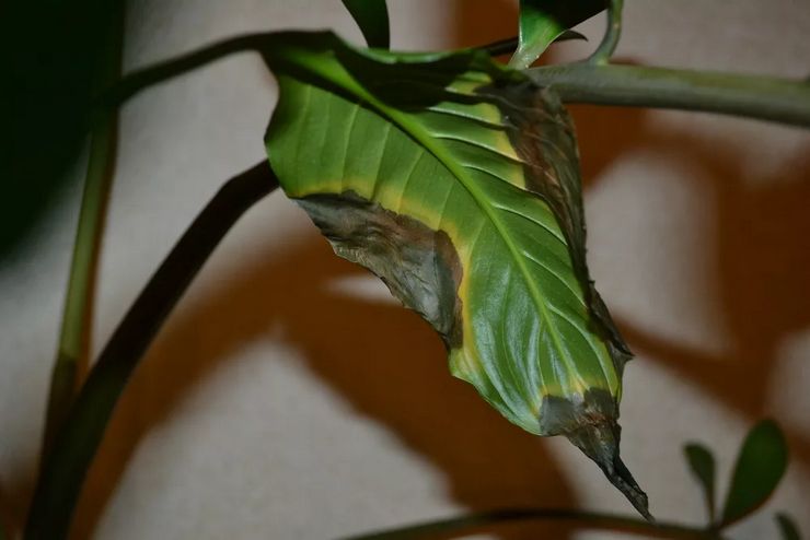 Les feuilles deviennent noires à spathiphyllum