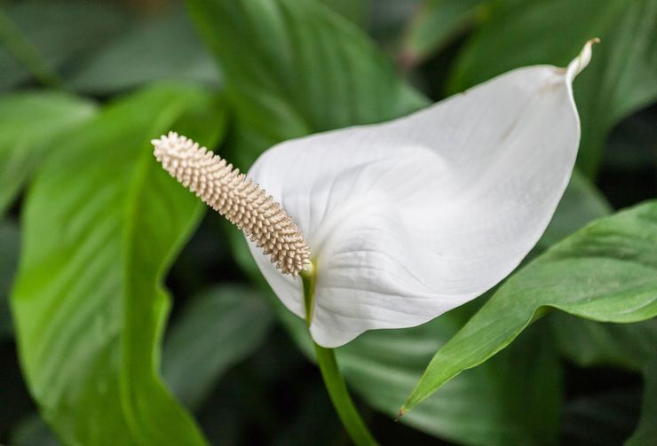 Spathiphyllum en forme de cuillère