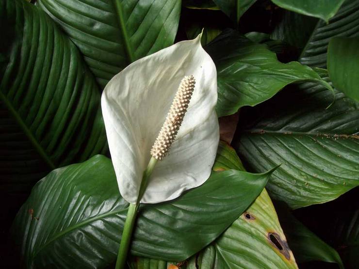 Spathiphyllum floraison abondante