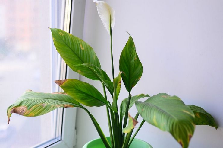 Les feuilles jaunissent à spathiphyllum