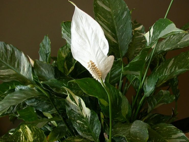 Spathiphyllum Heliconiophyllum