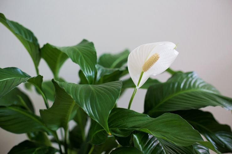 Description de spathiphyllum