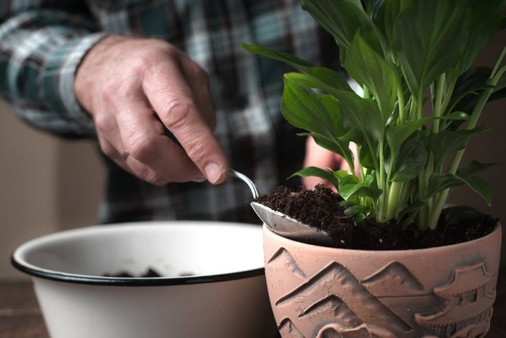 Cultiver le spathiphyllum