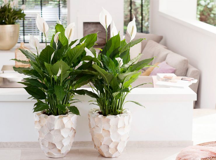 Soins Spathiphyllum à domicile