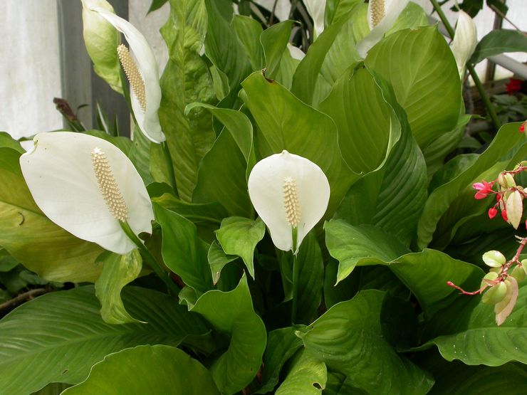 Wallis Spathiphyllum