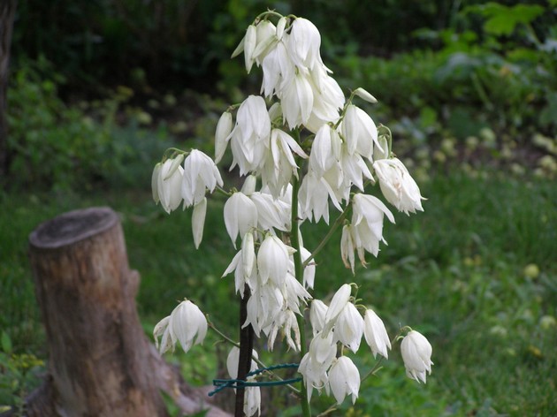 Le yucca est filamenteux. Entretien des plantes et plantation