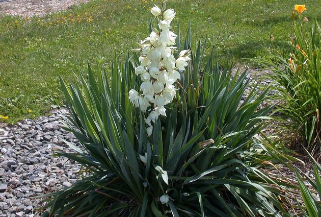 Yucca filamenteux