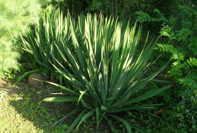 l'arrosage du yucca filamenteux doit être prudent