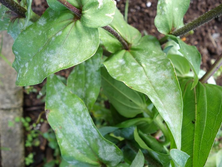 Maladies et ravageurs du zinnia