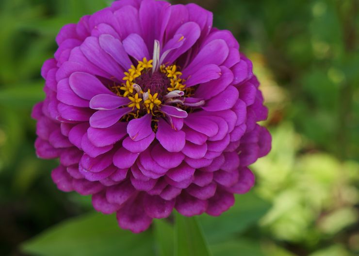 Zinnia dahlia