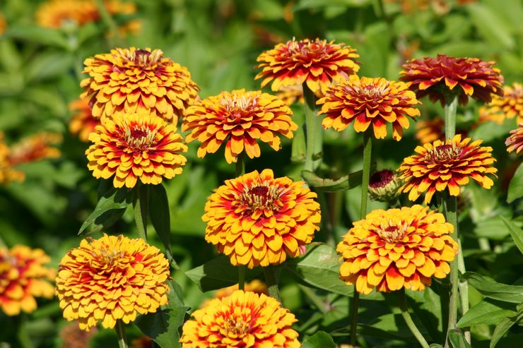 Zinnia gracieuse