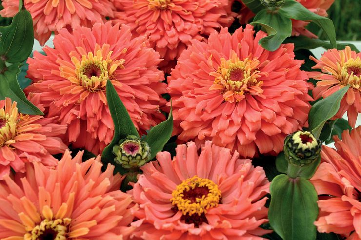 Fantaisie de Zinnia