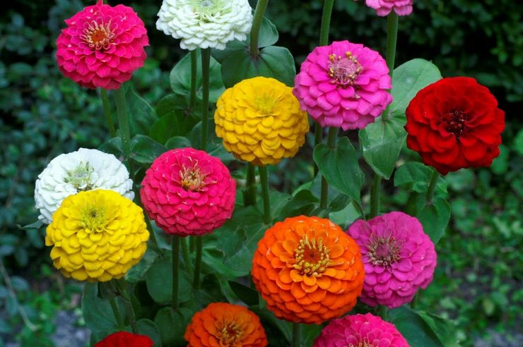 Zinnia nain ou pompon