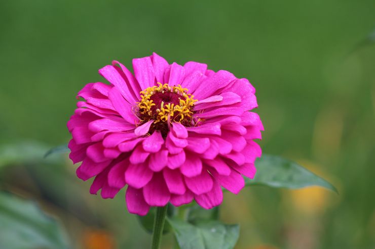 Description de zinnia