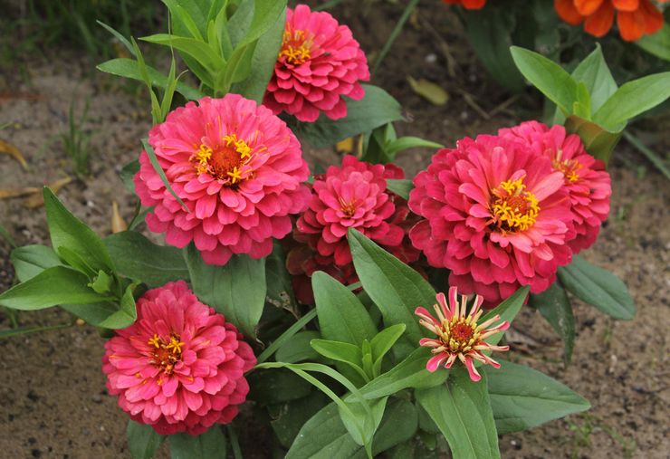 Planter du zinnia en extérieur