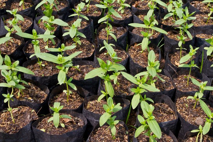 Cultiver du zinnia à partir de graines