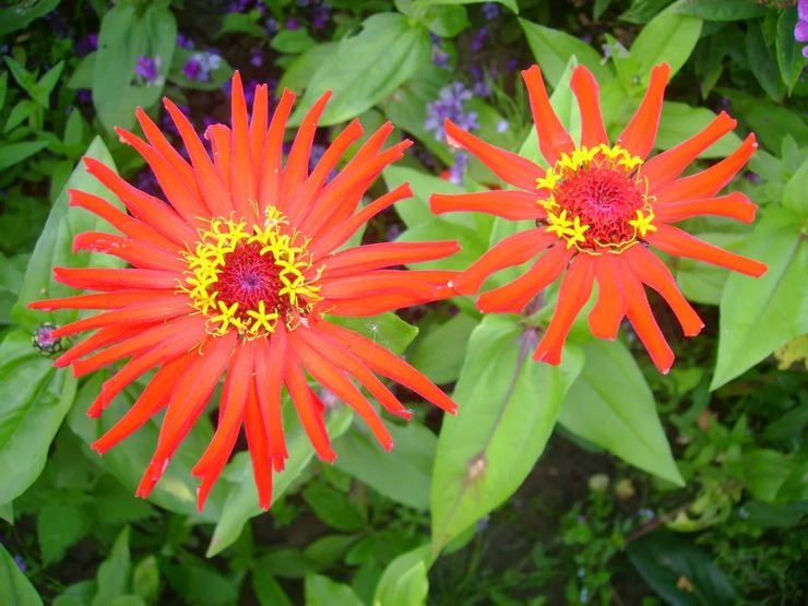 Zinnia à fleurs fines