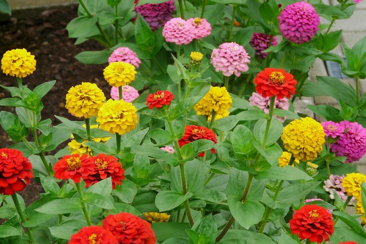 Soins Zinnia dans le jardin