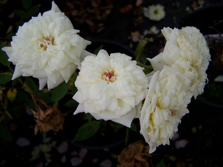 Rose matin de Pâques