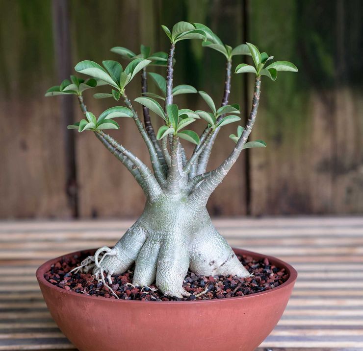 Les engrais minéraux et cactus conviennent à l'alimentation.