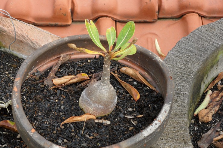 En automne, les feuilles d'adénium jaunissent et tombent, ce qui peut alerter les fleuristes débutants