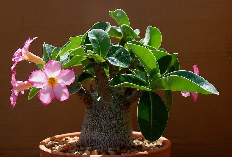 Adenium - soins à domicile. Culture d'adénium, transplantation et reproduction. Description, types. Une photo