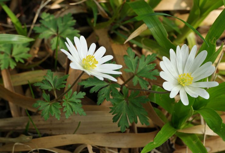 Tendre anémone