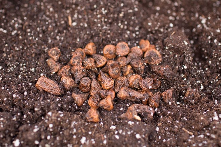 Planter des anémones en pleine terre