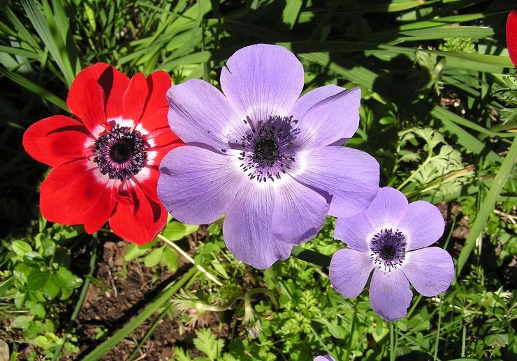 Prendre soin de l'anémone dans le jardin