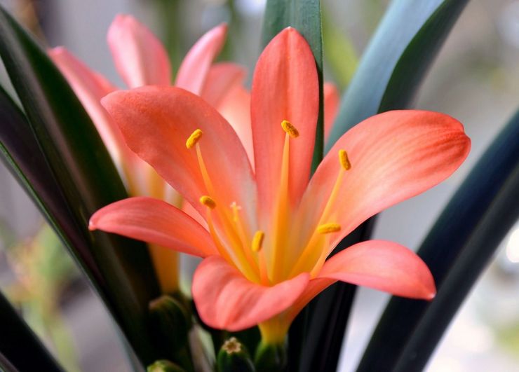 Clivia en fleurs