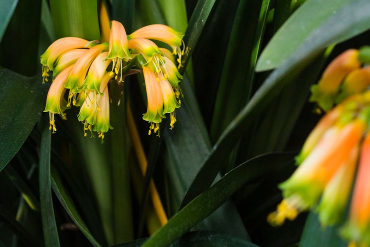 Clivia gardena