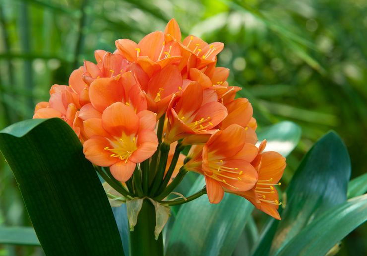 Clivia cinabre