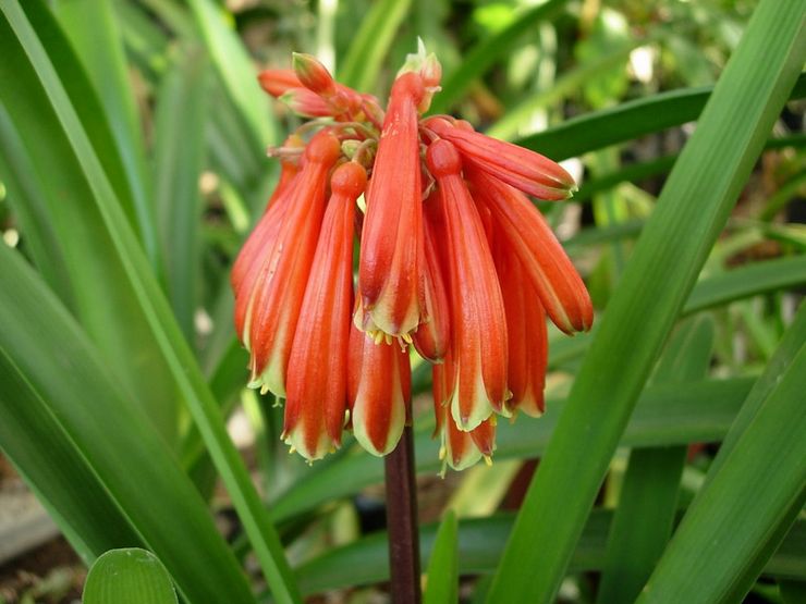 Clivia la belle