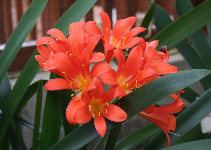 Description de Clivia