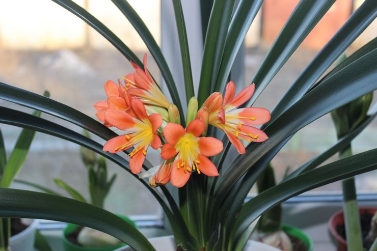 Clivia maison