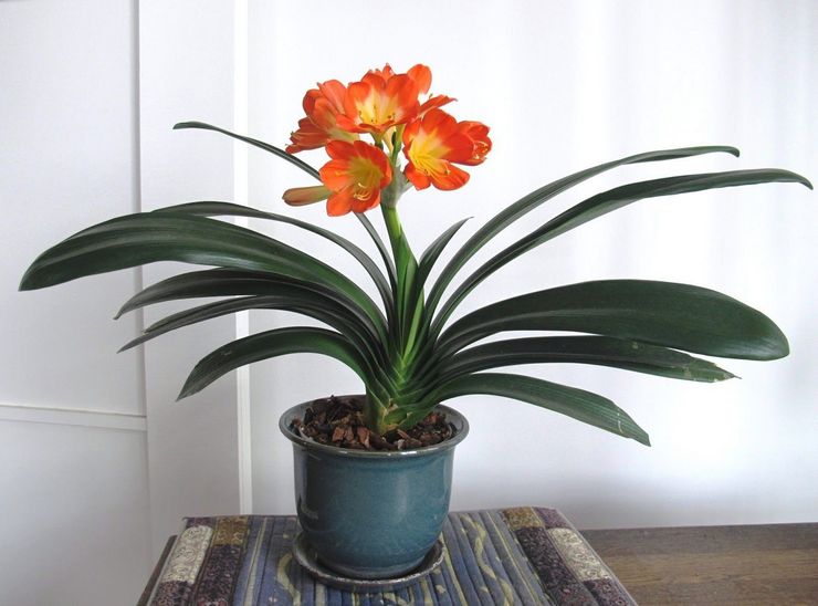 Soins à domicile pour Clivia